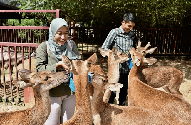 langkawi wildlife park