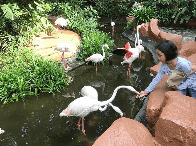 langkawi wildlife park 