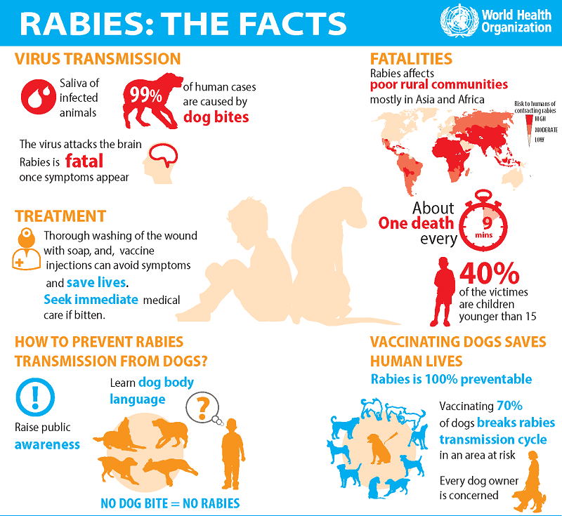 fakta penyakit anjing gila rabies